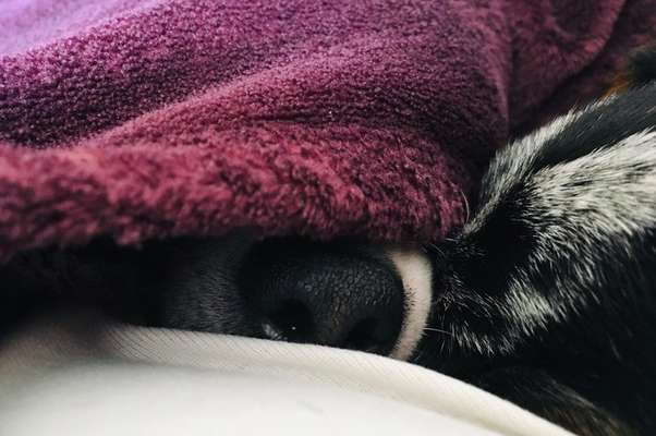 Dogorama Photo Challenge - Versteckspiel-Beitrag-Bild