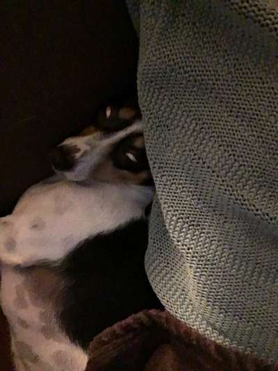 Hund schläft mit offenen Augen !?-Beitrag-Bild