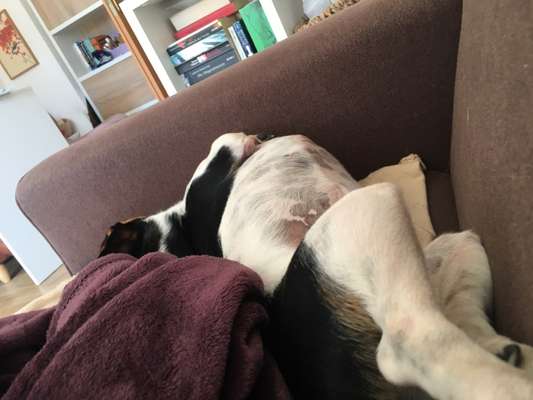 Dogorama Photo Challenge - Hündchen streckt dich-Beitrag-Bild