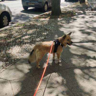 Hundetreffen-Social Walk :)-Bild