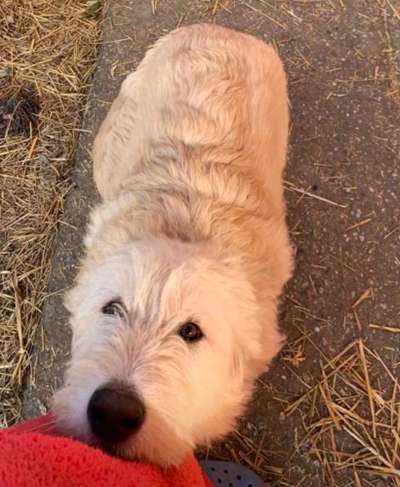 Gibts hier Mioritic Besitzer?-Beitrag-Bild