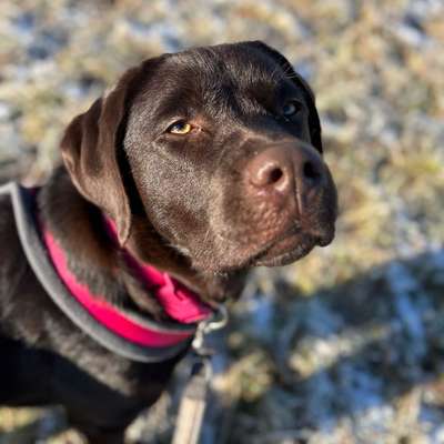 Hundetreffen-Spiel- & Trainingspartner gesucht-Bild