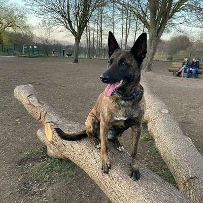 Die Dogorama Kalender Challenge Titelbild-Beitrag-Bild