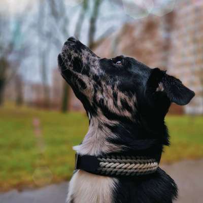Hundetreffen-Spielrunde und gemeinsame Spaziergänge-Bild