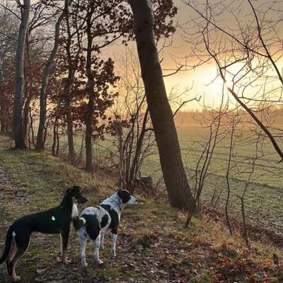 Hundeauslaufgebiet-Hexenwald-Bild