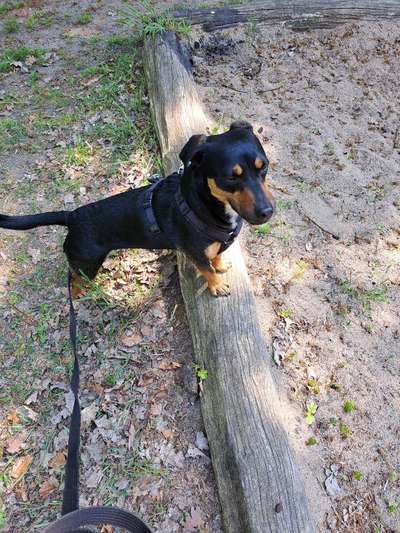 Russische Jagdhunde (Bracke) oder andere-Beitrag-Bild