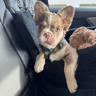 Hundetreffen-Momo sucht freunde in seinem alter 🙈-Bild