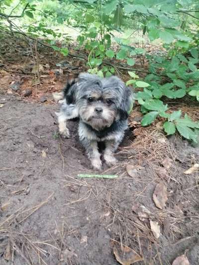 Welpen Bilder !-Beitrag-Bild