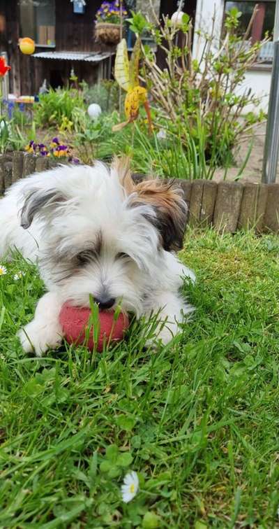 Die Dogorama Kalender Challenge Teil 3/4-Beitrag-Bild