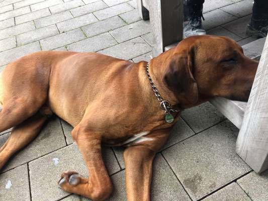 Rhodesian Ridgeback-Beitrag-Bild