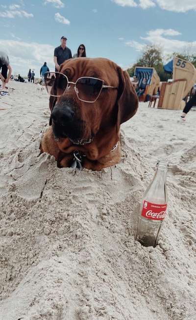 Die Dogorama Kalender Challenge Titelbild-Beitrag-Bild