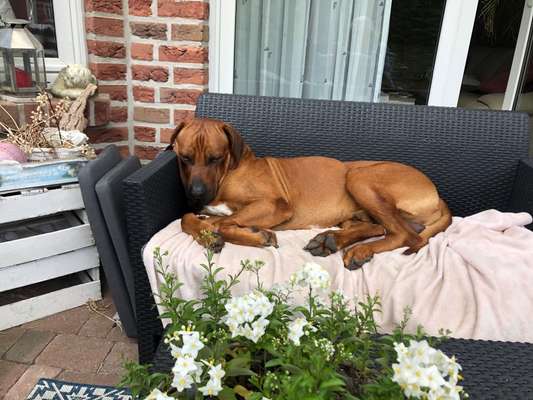 Rhodesian Ridgeback-Beitrag-Bild