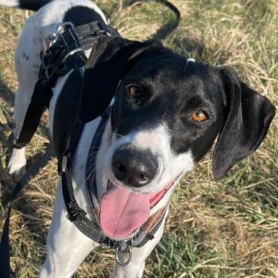 Hundetreffen-Spielpartner gesucht 🐶-Bild