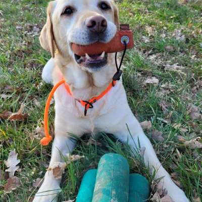 Hundetreffen-Dummyarbeit-Bild