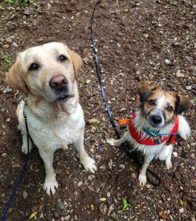 Hundetreffen-Social Walk in Zwickau/Glauchau/Hohenstein/Chemnitz-Bild