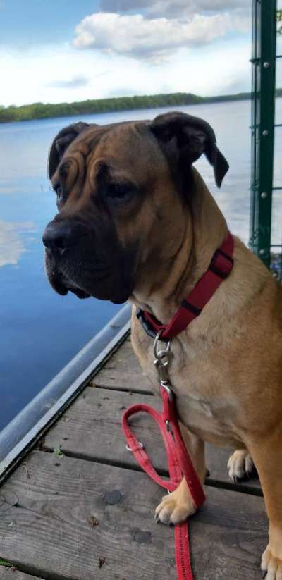 Dogorama-Monats-Challenge-Mai "Wasser"-Beitrag-Bild