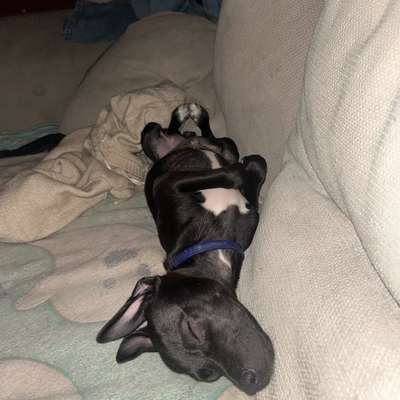 Hundetreffen-Welpen Treff/ jung Hunde Treff spielen und toben-Bild