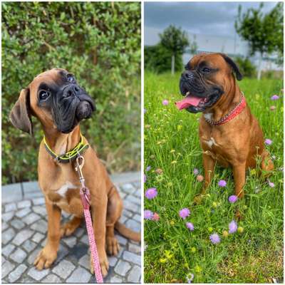 Wie kamst du zu deinem Hund?-Beitrag-Bild