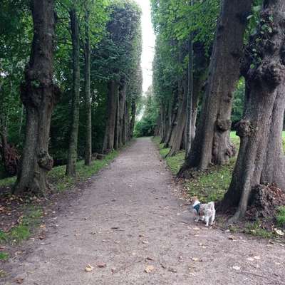 Hundetreffen-Hundetreff auf'm Land-Bild