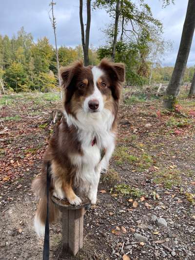 Hundetreffen-Gemeinsam ruhige Spaziergänge-Bild