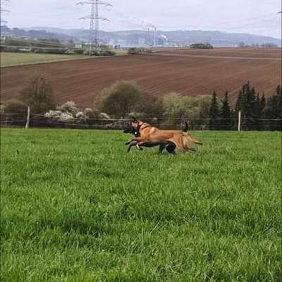 Hundetreffen-Hundetreff, gemeinsam spazieren gehen-Bild