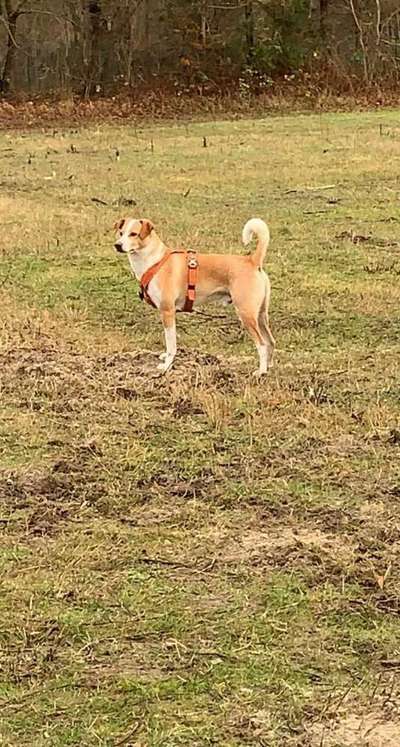 Hunde aus dem Tierschutz: Bulgarien-Beitrag-Bild