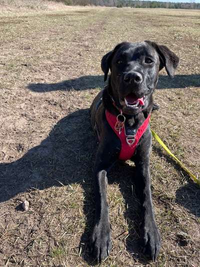 Hundetreffen-Hundetreffen (Spielen, Training, Gassigehen)-Bild