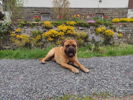 Die Dogorama Kalender Challenge Teil 3/4-Beitrag-Bild