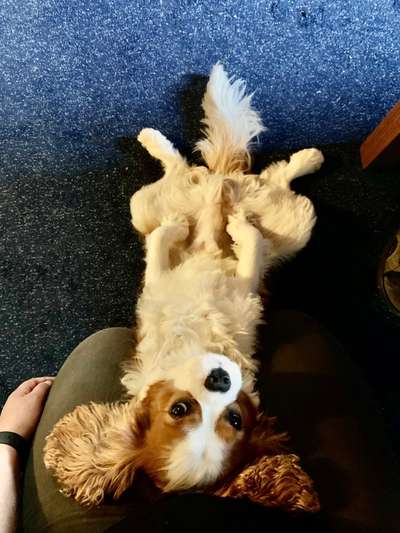 Cavaliere im Raum Böblingen/Stuttgart-Beitrag-Bild