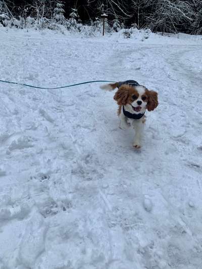 Cavaliere im Raum Böblingen/Stuttgart-Beitrag-Bild