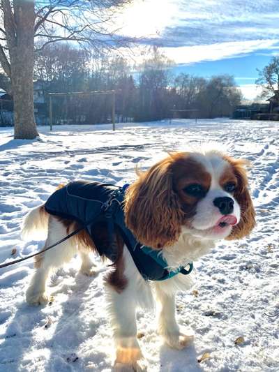 Cavaliere im Raum Böblingen/Stuttgart-Beitrag-Bild