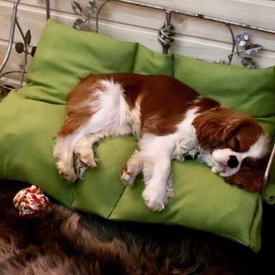 Cavaliere im Raum Böblingen/Stuttgart-Beitrag-Bild