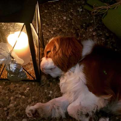 Cavaliere im Raum Böblingen/Stuttgart-Beitrag-Bild