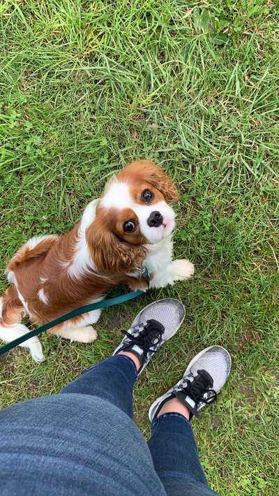 Cavaliere im Raum Böblingen/Stuttgart-Beitrag-Bild
