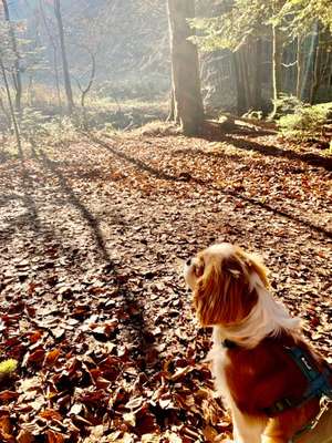 Hundeauslaufgebiet-Monbachtal-Bild