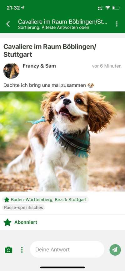 Cavalier King Charles Spaniel?-Beitrag-Bild