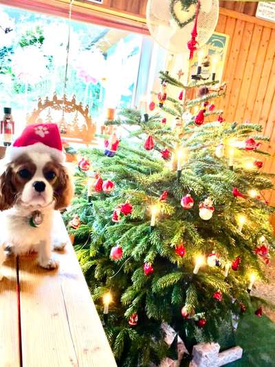 Cavalier King Charles Spaniel?-Beitrag-Bild