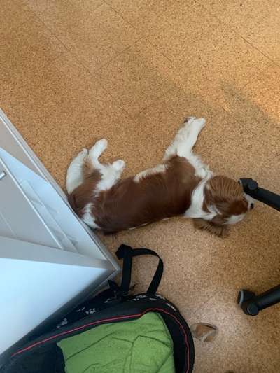 Cavaliere im Raum Böblingen/Stuttgart-Beitrag-Bild