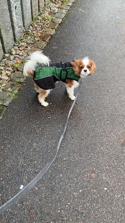 Cavaliere im Raum Böblingen/Stuttgart-Beitrag-Bild