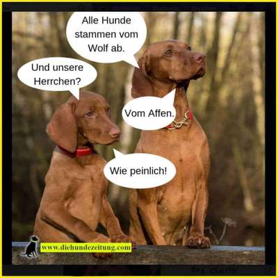 Hunde Memes-Beitrag-Bild
