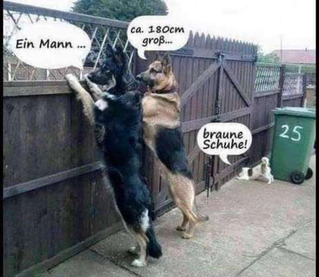 Hunde Memes-Beitrag-Bild