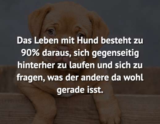 Hunde Memes-Beitrag-Bild