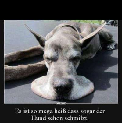 Hunde Memes-Beitrag-Bild