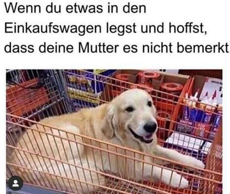 Hunde Memes-Beitrag-Bild