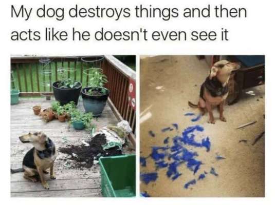 Hunde Memes-Beitrag-Bild