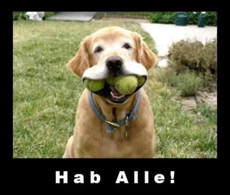 Hunde Memes-Beitrag-Bild