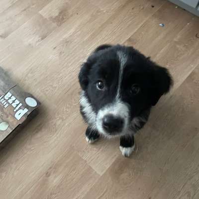 Hundetreffen-Hundefreunde gesucht! 🐾-Bild