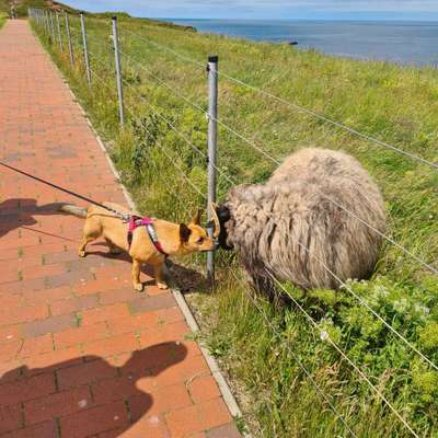 Die Dogorama Wochen Challenge: “Dein Hund im Urlaub”-Beitrag-Bild
