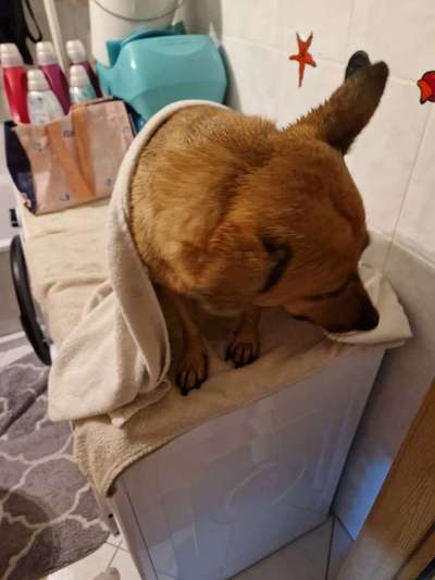 Gespräche zwischen Hund und Halter-Beitrag-Bild