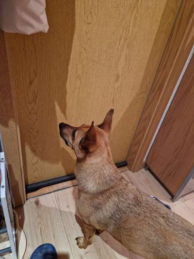 Gespräche zwischen Hund und Halter-Beitrag-Bild